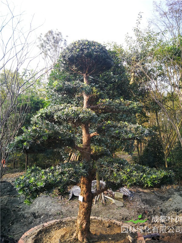 成都市精品罗汉松值多少钱？